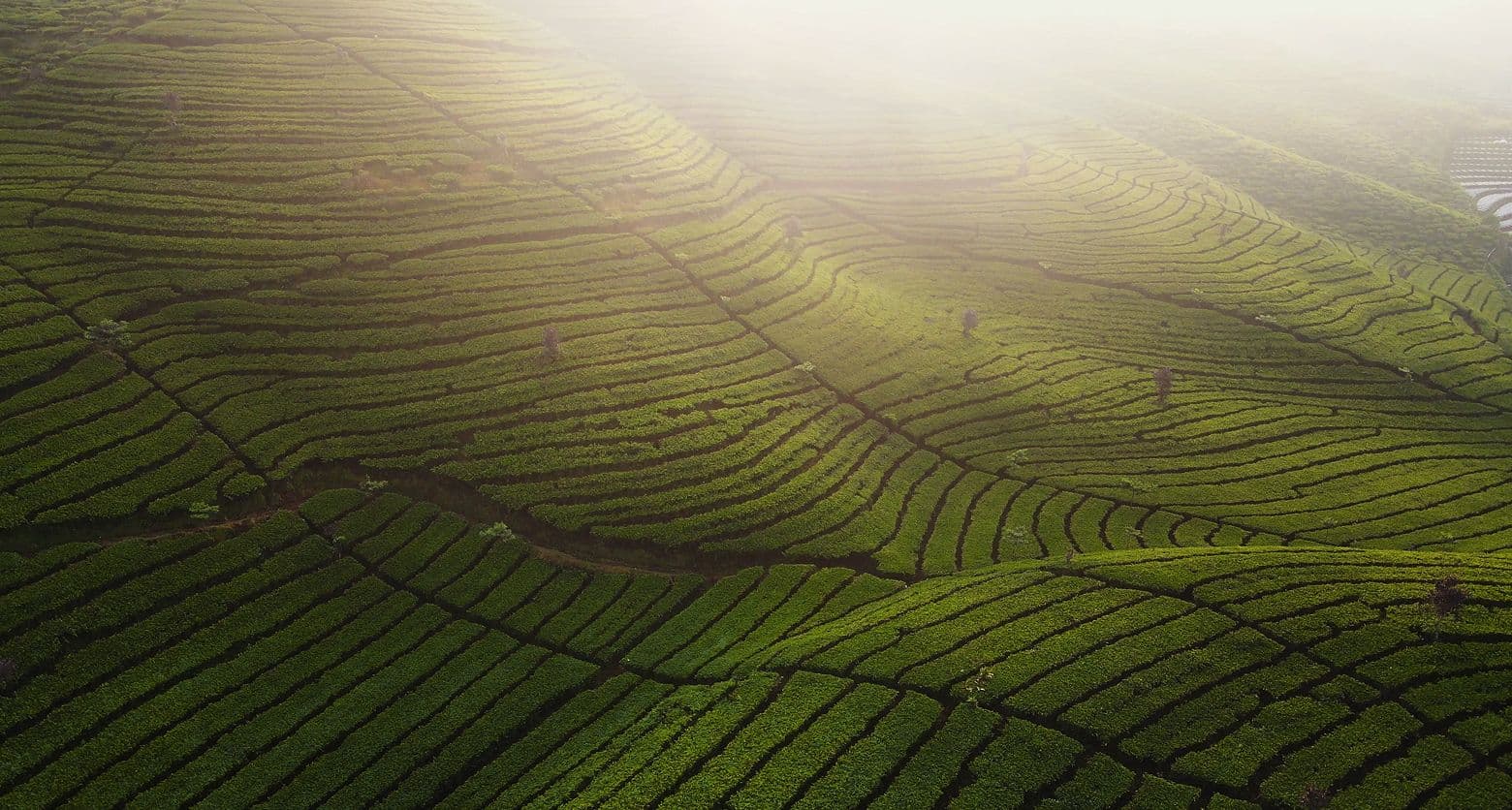 A featured image for this section